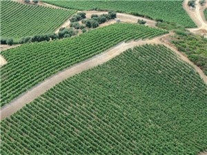 Finanziamenti Agricoltura Sardegna