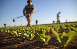 Finanziamenti a fondo perduto agricoltura